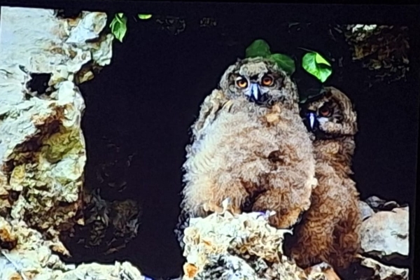 Natur vor der Haustür – ein schöner Abend bei Familie Gramespacher
